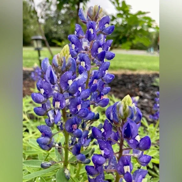 50 Seeds Texas Bluebonnet Wildflower Lupinus texensis Flower Seeds Garden - Picture 10 of 16